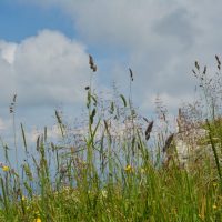 die Gipfel- ...