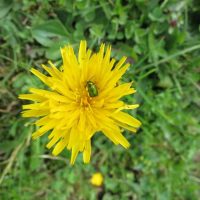 ... mit ihren Blumen