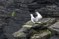 Noss Head, Schottland