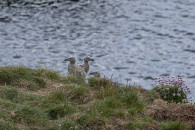 Noss Head, Schottland