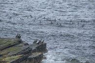 Noss Head, Schottland