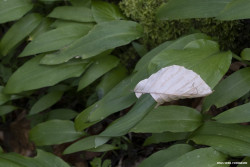 Rachlalm, Chiemgauer Alpen