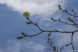 Rachlalm, Chiemgauer Alpen