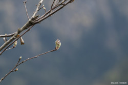 Hochkreuth, Bayerische Voralpen