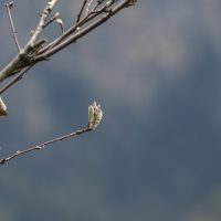 Hochkreuth, Bayerische Voralpen