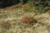 Rosskopf Kitzbüheler Alpen