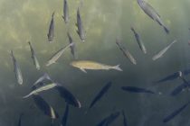 Fische im Fennberger See Fische im Fennberger See