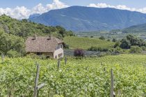 Weinstöcke allüberall