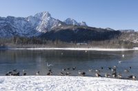 Almsee